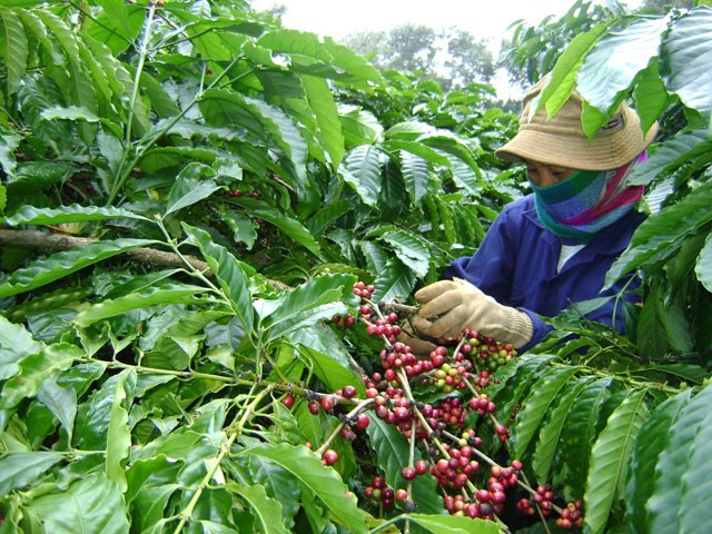Высокотехнологичное сельское хозяйство – направление устойчивого развития экономики плато Тэйнгуен - ảnh 3
