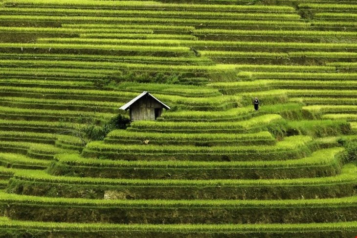Красота Вьетнама на иностранном фотосайте - ảnh 2