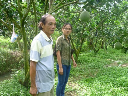 Выращивание помело «зясань» способствует строительству новой деревни в Бенче - ảnh 1