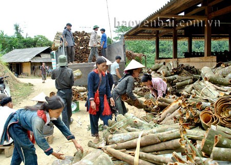 Народность Зао провинции Йенбай ликвидирует бедность благодаря коричному дереву - ảnh 1