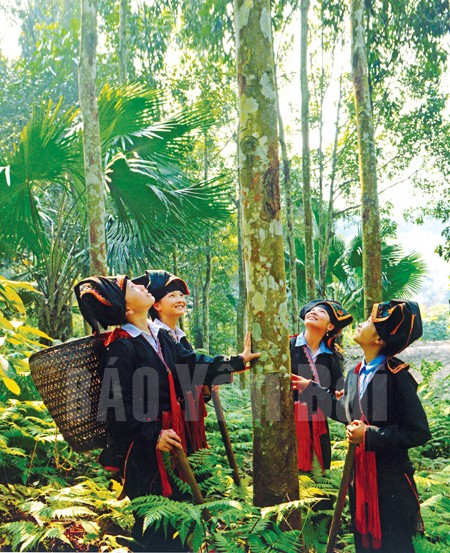 Народность Зао провинции Йенбай ликвидирует бедность благодаря коричному дереву - ảnh 3