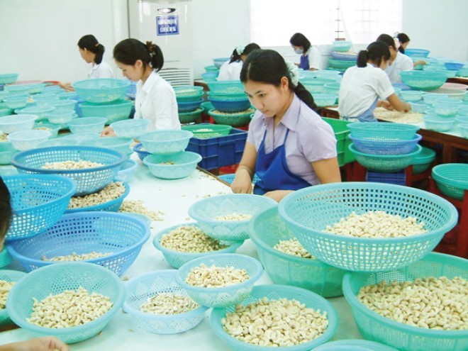 Увеличение экспорта орехов кешью – позитивный признак для сельхозпродукции Вьетнама - ảnh 1