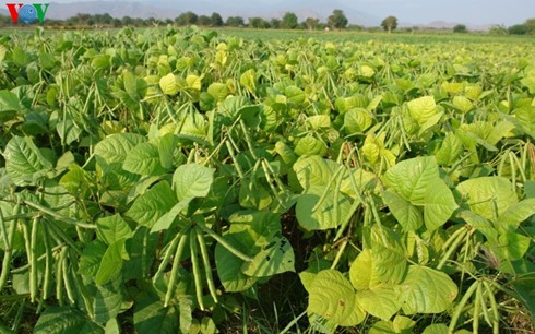 В провинции Ниньтхуан реструктурируют растениеводство в условиях засухи - ảnh 1