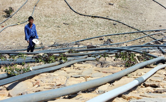В провинции Ниньтхуан реструктурируют растениеводство в условиях засухи - ảnh 2