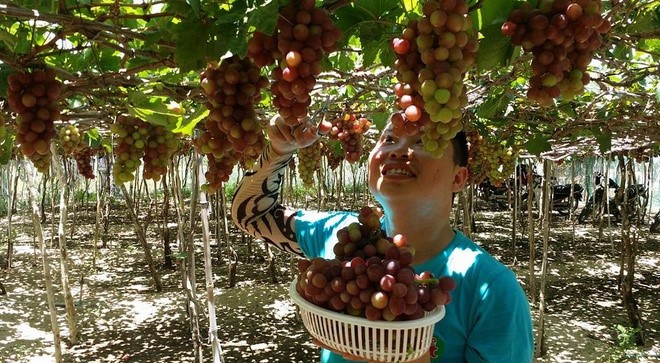 Виноградные сады в провинции Ниньтхуан - ảnh 3