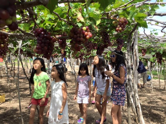 Виноградные сады в провинции Ниньтхуан - ảnh 5