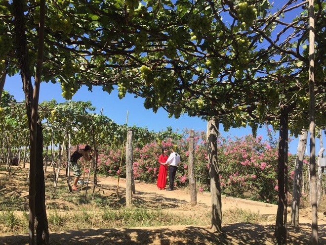 Виноградные сады в провинции Ниньтхуан - ảnh 6