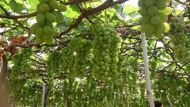 Виноградные сады в провинции Ниньтхуан - ảnh 9