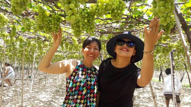 Виноградные сады в провинции Ниньтхуан - ảnh 11