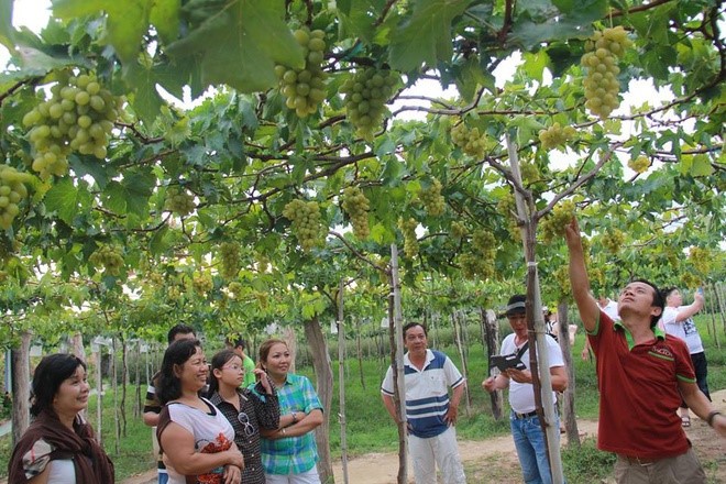 Виноградные сады в провинции Ниньтхуан - ảnh 12