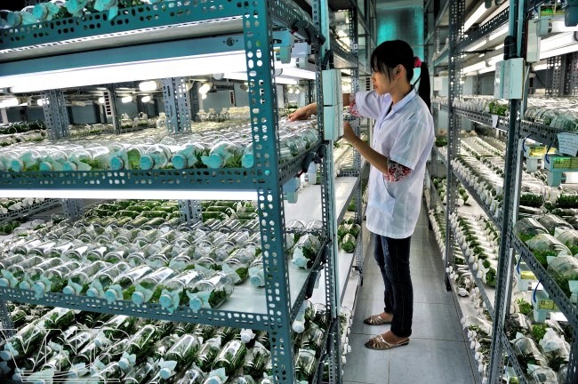 Развитие высокотехнологичного сельского хозяйства в городе Хошимин - ảnh 1
