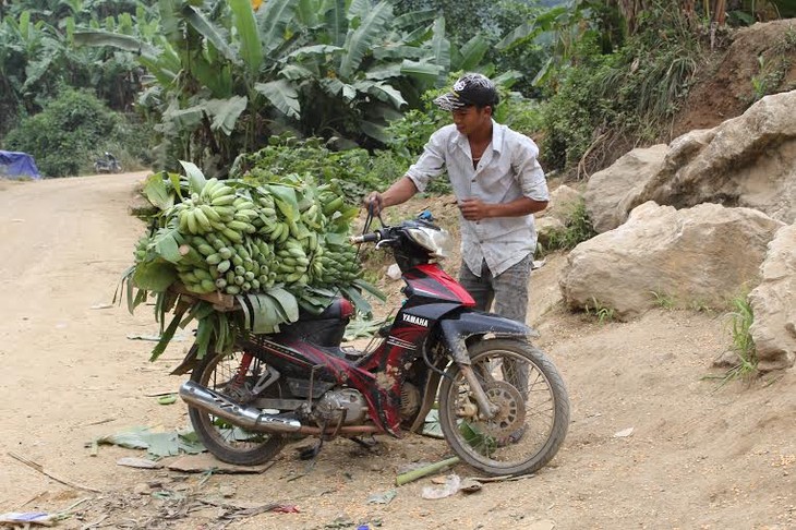 Крестьяне пограничной общины Хуойлуонг обогатились благодаря выращиванию бананов - ảnh 2