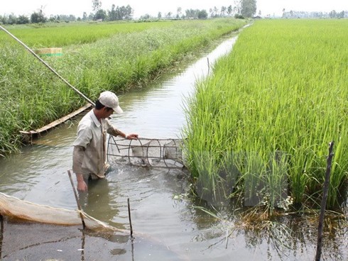 Выращивание риса и разведение креветок: эффективная и устойчивая модель производства - ảnh 3