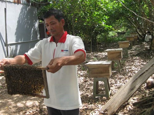 Пчеловодство помогает крестьянам обогащаться и адаптироваться к изменению климата - ảnh 1
