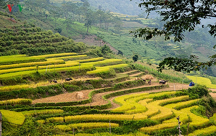 Сезон сбора урожая риса в провинции Туенкуанг - ảnh 1