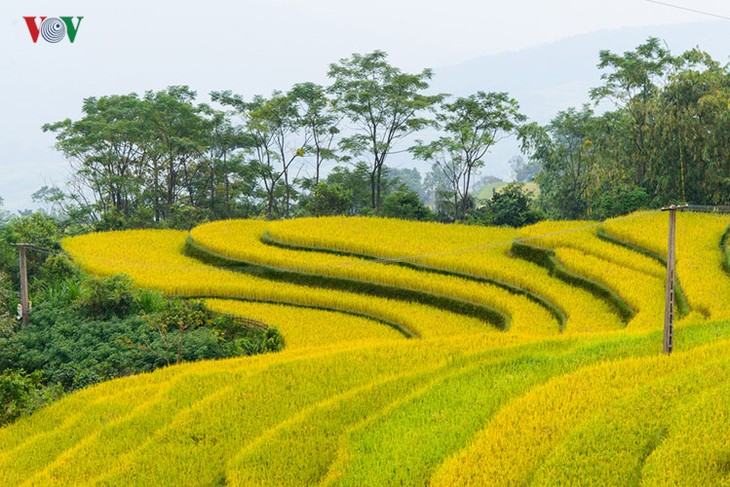 Сезон сбора урожая риса в провинции Туенкуанг - ảnh 2