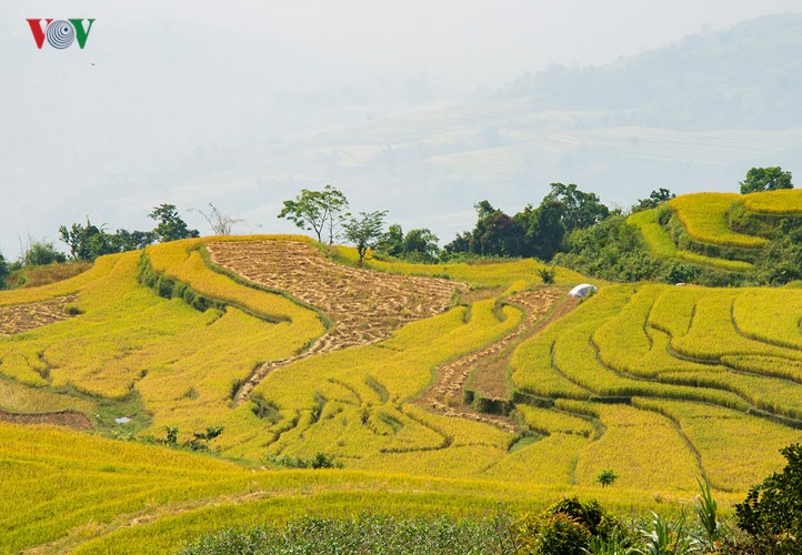 Сезон сбора урожая риса в провинции Туенкуанг - ảnh 3