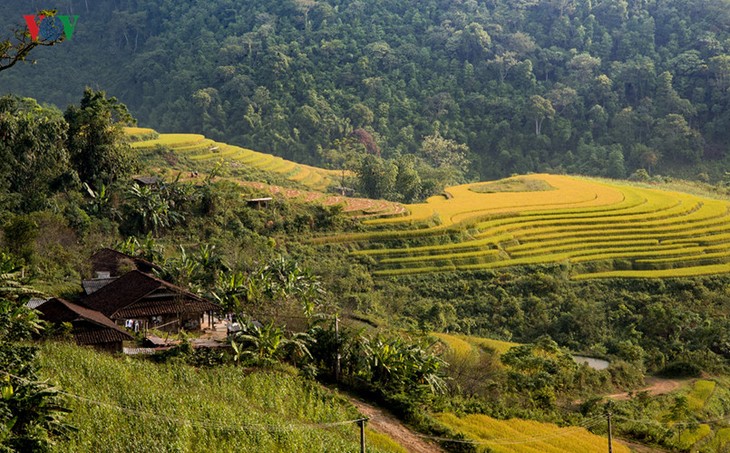 Сезон сбора урожая риса в провинции Туенкуанг - ảnh 4