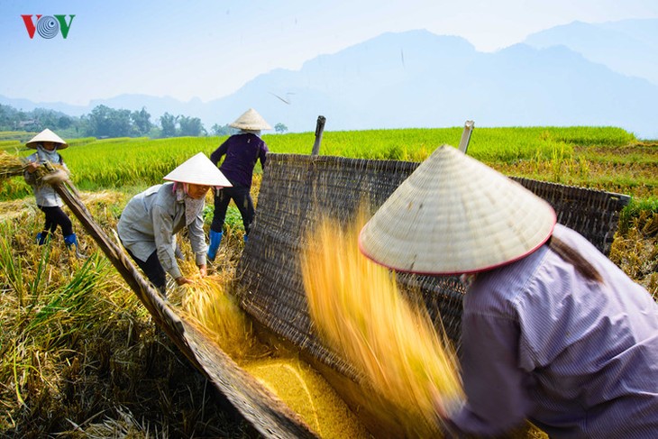 Сезон сбора урожая риса в провинции Туенкуанг - ảnh 5