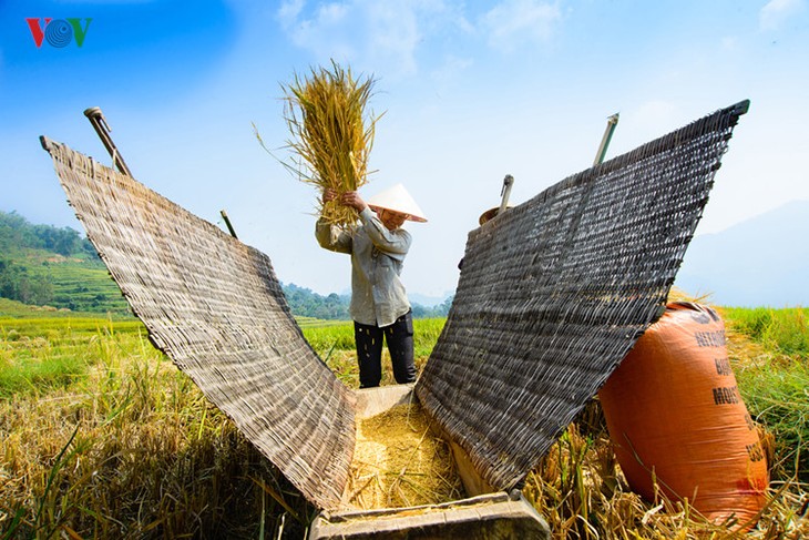 Сезон сбора урожая риса в провинции Туенкуанг - ảnh 6