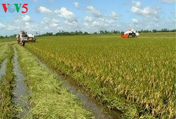 Развитие сельского хозяйства в дельте реки Меконг на фоне международной интеграции страны - ảnh 3