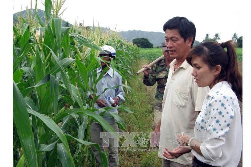 АТЭС отдаёт приоритет продовольственной безопасности и сельскому хозяйству - ảnh 1
