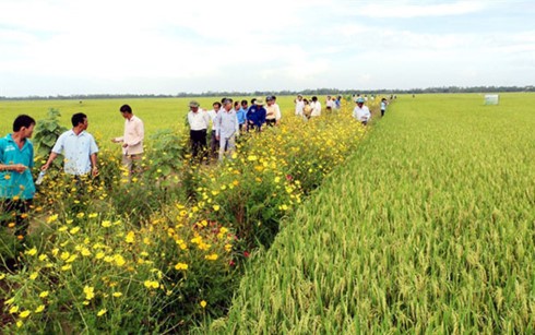 Выращивание цветов вокруг рисовых полей способствует устойчивому развитию сельского хозяйства - ảnh 1