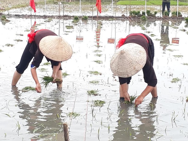 Своеобразный праздник выхода на рисовые поля в провинции Куангнинь - ảnh 3