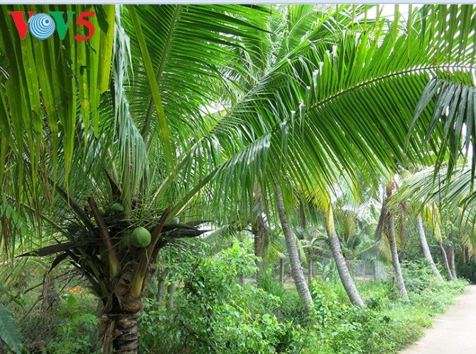 Кокосовые пальмы в провинции Бенче - ảnh 1