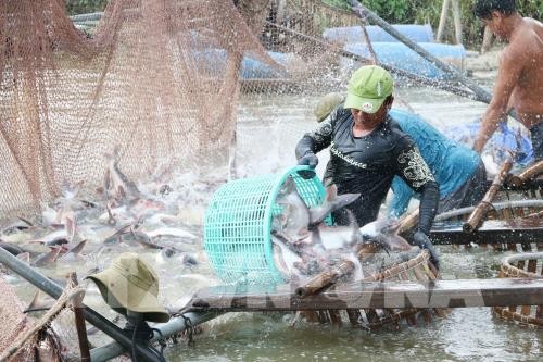 Легальный экспорт – действенная мера по поставке продуктов сельского и рыбного хозяйств в Китай - ảnh 2