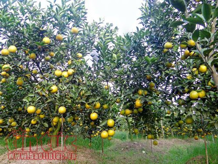 Успехи провинции Хынгйен в выращивании апельсинов - ảnh 1