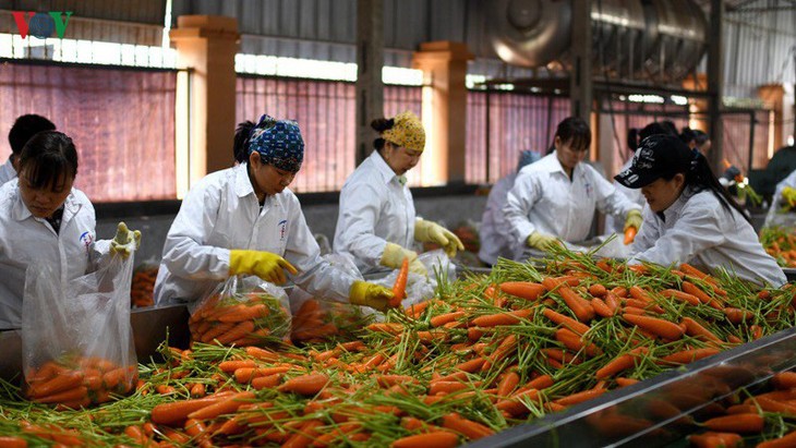 Отрасль сельского хозяйства Вьетнама пристально следит за ситуацией на рынке экспорта сельхозпродукции - ảnh 2