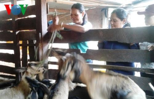 Une femme qui aide sa communauté grâce à l’élevage de chèvres, à Dak Lak - ảnh 2