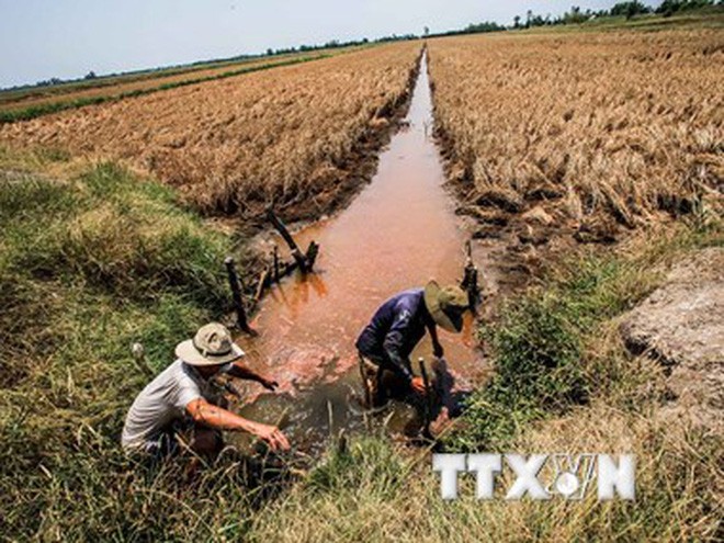 Le delta du Mékong accélère la restructuration de son agriculture - ảnh 1