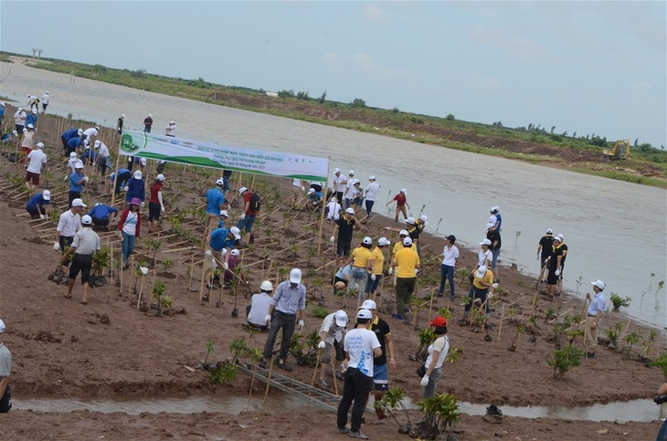 Plantation de mangroves pour s’adapter au changement climatique - ảnh 1
