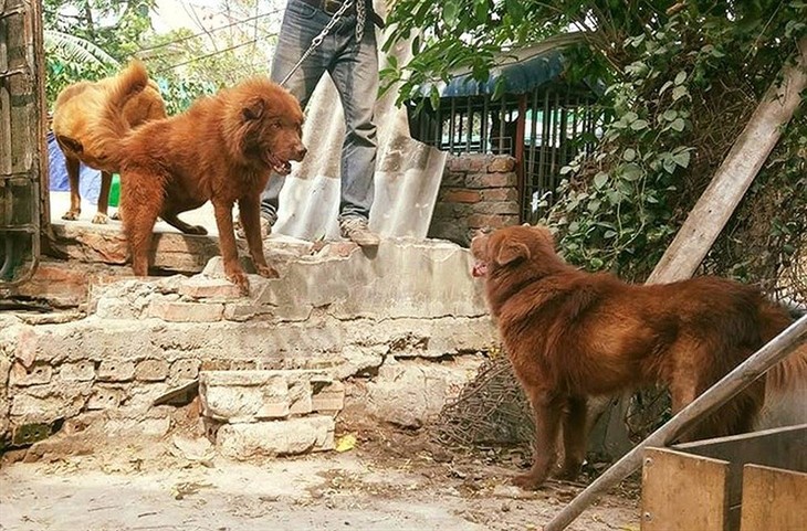 Mong “docked tail” dog believed to bring luck to owners - ảnh 1
