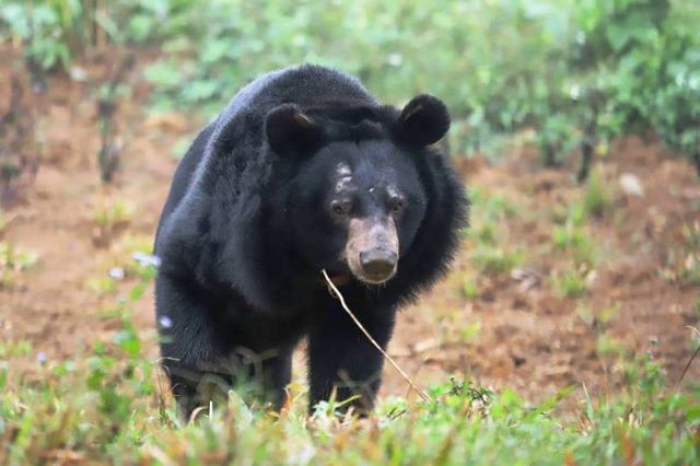 Sauvetage d’un ours noir d’Asie capturé depuis près de 30 ans - ảnh 1