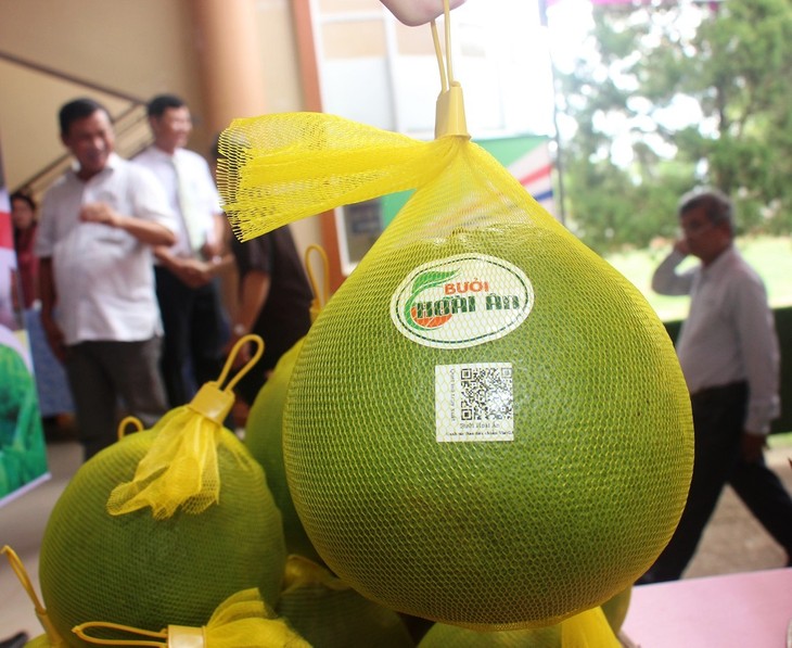 Binh Dinh développe la fruiticulture - ảnh 1