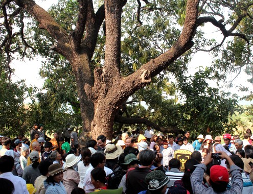 Phú Yên: Công nhận 20 cây xoài chùa Từ Quang là cây di sản Việt Nam - ảnh 2