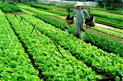 Làm nông dân tại làng rau Trà Quế-Hội An