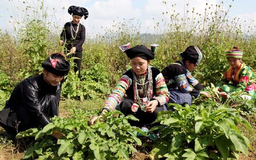Ký kết trồng dược liệu giữa tỉnh Hà Giang và tập đoàn GFS - ảnh 1