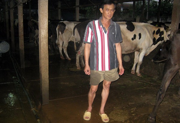 Nông dân huyện Củ Chi, Thành phố Hồ Chí Minh, làm giàu từ nuôi bò sữa - ảnh 1