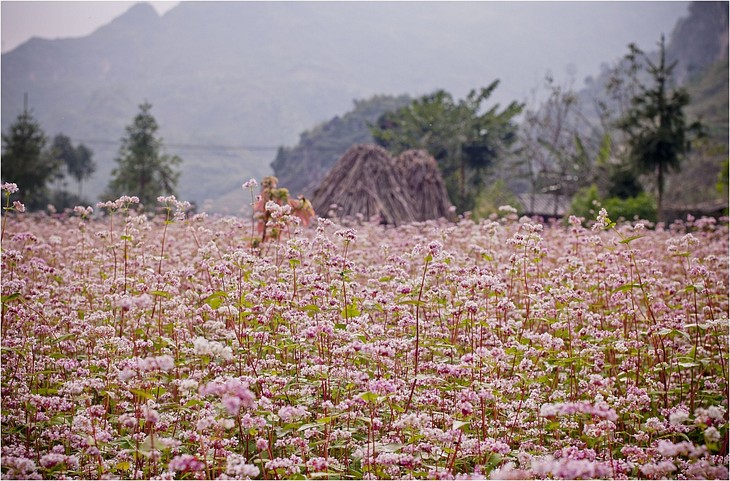 Hà Giang- mùa hoa tam giác mạch vẫy gọi - ảnh 1