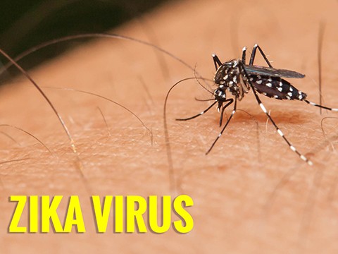 Việt Nam nâng mức cảnh báo đối với hoạt động phòng chống dịch bệnh do vi rút Zika  - ảnh 1