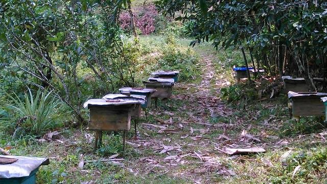 Người nuôi ong dưới tán rừng - ảnh 2