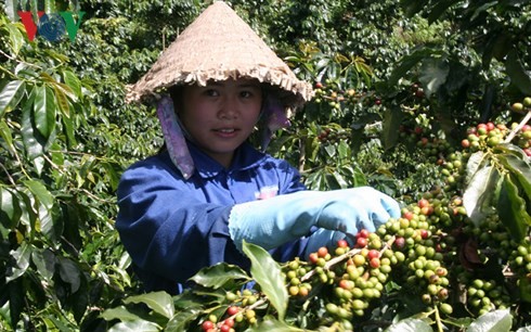 Ngày cà phê Việt Nam và phát triển ngành cà phê Việt Nam - ảnh 1