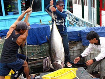 ปลาทูน่ากลายเป็นผลิตภัณฑ์ส่งออกหลักของเวียดนาม - ảnh 1