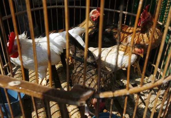 อินโดนีเซียตรวจพบเชื้อไข้หวัดนก H5N1 สายพันธุ์ใหม่ - ảnh 1