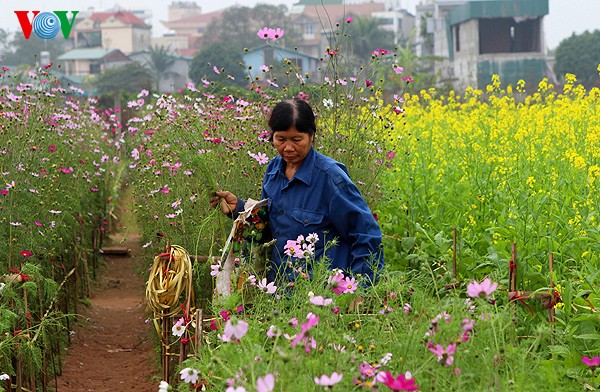 เยาวชนในกรุงฮานอยกับความนิยมถ่ายภาพในสวนดอกไม้ Nhật Tân ช่วงใกล้ตรุษเต๊ต - ảnh 10