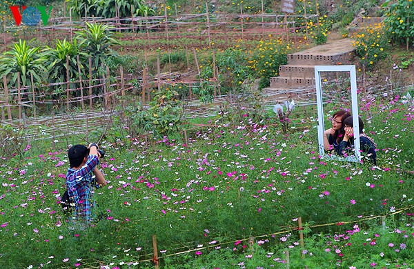 เยาวชนในกรุงฮานอยกับความนิยมถ่ายภาพในสวนดอกไม้ Nhật Tân ช่วงใกล้ตรุษเต๊ต - ảnh 7